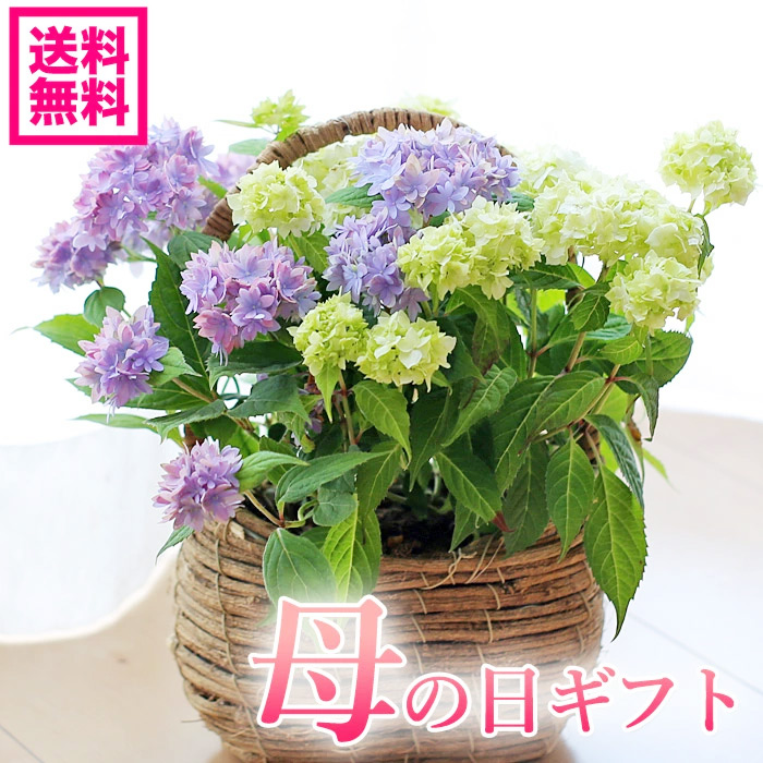 楽天市場 遅れてごめんね 花ギフト 母の日ギフト アジサイ 紫陽花 山アジサイ2種ミックス プレゼント 送料無料 北海道沖縄東北 発送不可 カーネーションより人気の鉢植え 園芸専門店 さいじょう緑花