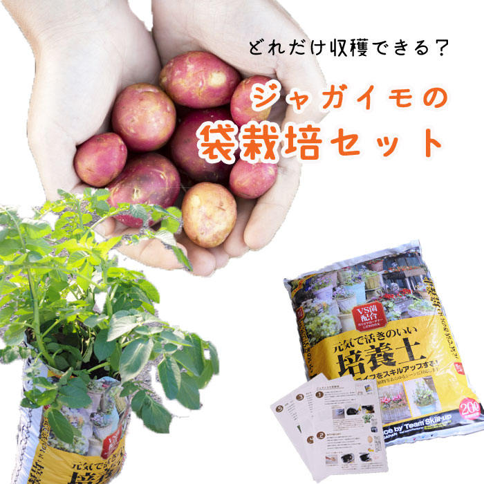 楽天市場 秋じゃがいも袋栽培セット ジャガイモ種芋と土のセット栽培説明つき 家族で楽しもう 栽培セット 秋植えジャガイモ 園芸専門店 さいじょう緑花