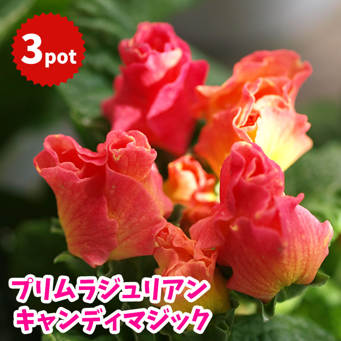 楽天市場 花苗 プリムラジュリアン キャンディマジック 花色mix3potセット 専門店品質 園芸専門店 さいじょう緑花