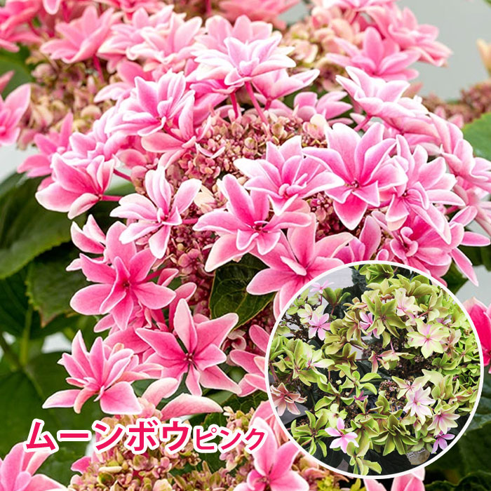 楽天市場 アジサイ ムーンボウピンク 鉢花 あじさい 紫陽花 達人のアジサイ 月虹 紫陽花 ピンク 鉢花 自分用 秋色アジサイ 花終わり 園芸専門店 さいじょう緑花