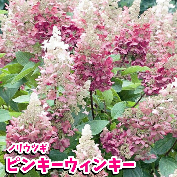 楽天市場 アジサイ 苗 ノリウツギ苗 ピンキーウィンキー 落葉低木 園芸専門店 さいじょう緑花