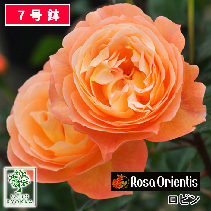 バラ苗 ロサオリエンティス ロビン 大苗 7号鉢 オレンジ系 薔薇苗 ばら苗 バラ 苗 鉢植え