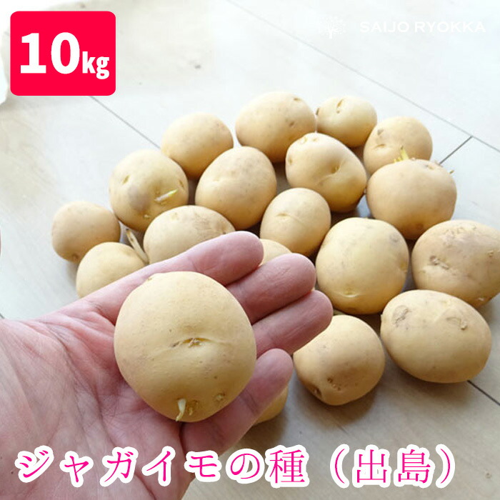 楽天市場】ジャガイモの種 秋植えジャガイモ 種芋 出島（デジマ