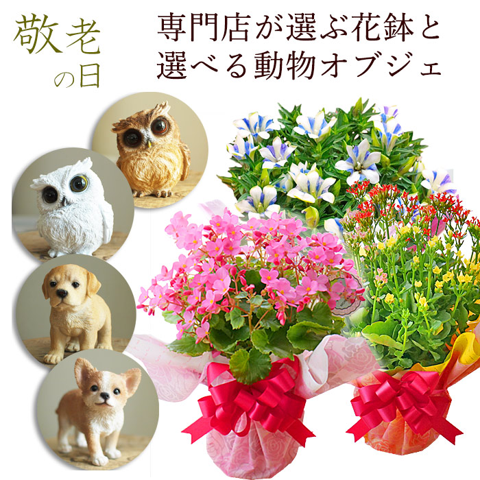 楽天市場 遅れてごめんね 敬老の日のプレゼント花ギフト お任せ鉢花と選べる動物オブジェのセット 敬老の日ギフト 送料無料 北海道沖縄東北発送不可 鉢物 実用的なものより人気 プレゼント 花 花鉢 鉢植え 園芸専門店 さいじょう緑花