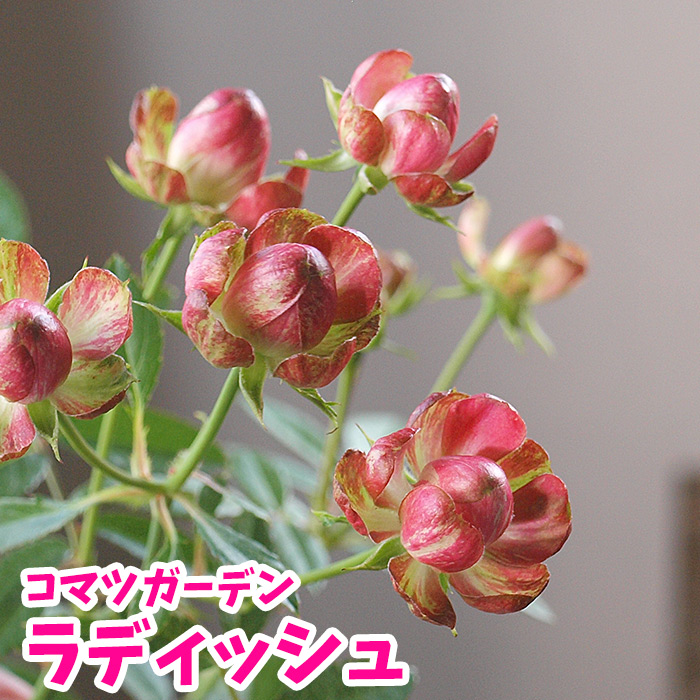 楽天市場 在庫４本限り バラ苗 コマツガーデン ラディッシュ Radish 6号鉢 薔薇 開花株 予約バラ苗とは同梱不可 園芸専門店 さいじょう緑花