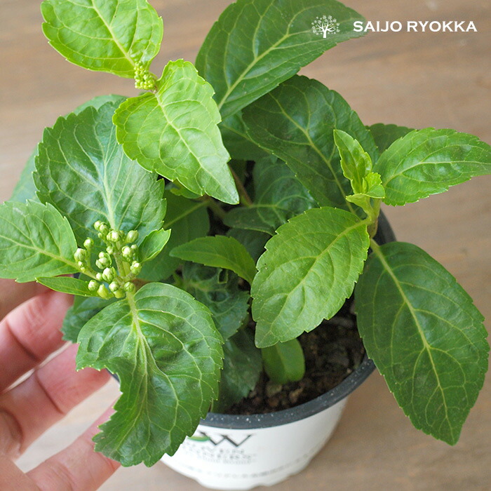 ☻︎新ジャンルの紫陽花苗☻︎ラグランジア【クリスタルヴェール