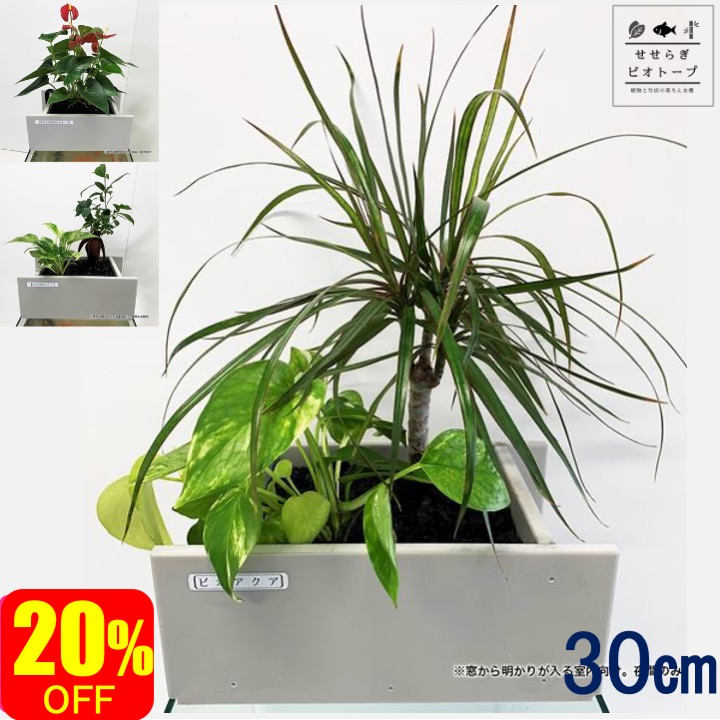 売り切れ必至 Off ろ過器単体ポンプセット 水替え不要 30cm フィルター ポンプ 金魚 メダカ 熱帯魚 水替え 観葉植物 癒やし インテリア 西条庭園 せせらぎビオトープ 新品 Www Timesofbahrain Com