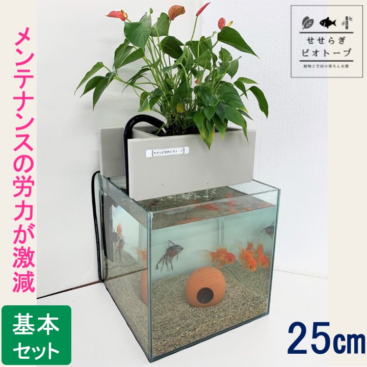 楽天市場 Tvで紹介されました せせらぎビオトープ 水替え不要 基本水槽セット 25cm 水槽用 15l 照明なし Nhk おはよう日本 まちかど情報室 アクアポニクス インテリア 金魚 メダカ 熱帯魚 観葉植物 癒やし 水音 西条庭園 送料無料 西条庭園