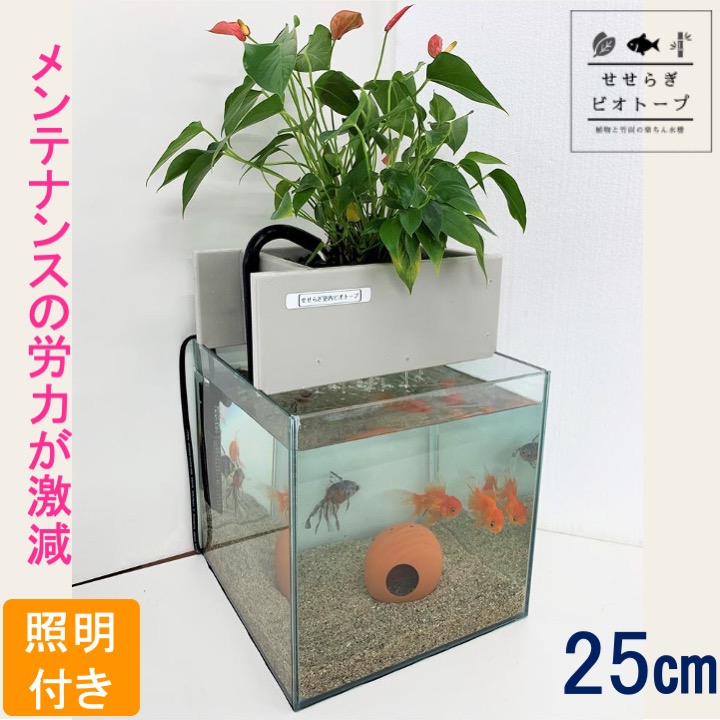 Tvで紹介されました 水音 ｎｈｋ おはよう日本 で紹介されました せせらぎビオトープ 基本水槽セット 水替え不要 面倒な水 替え作業を劇的に軽減 造園屋さんが考えた植物と竹炭の力の手間なし水槽 足し水と数ヶ月に1度の簡易な掃除だけに 西条庭園 15l 水槽
