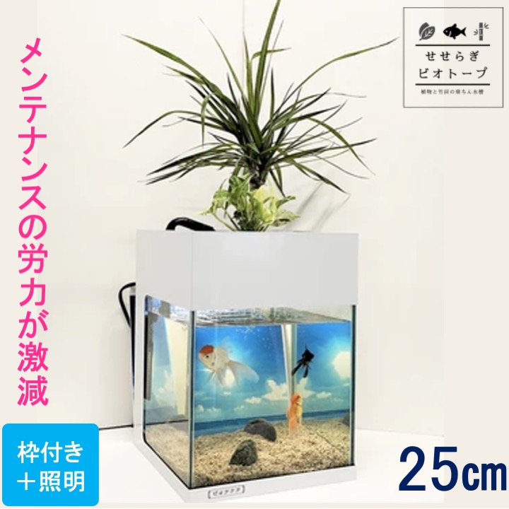 楽天市場 Tvで紹介されました せせらぎビオトープ 水替え不要 スチール 白 枠セット 25cm 水槽用 15l 照明あり Nhk おはよう日本 まちかど情報室 アクアポニクス インテリア 金魚 メダカ 熱帯魚 観葉植物 癒やし 水音 西条庭園 送料無料 西条庭園