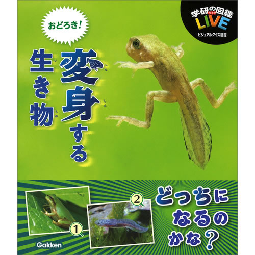 楽天市場】【飼育キット】【実験】ハピネット 海の動物園! シー