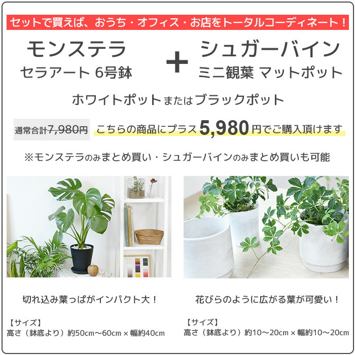 選べる セラアート鉢 8号鉢 観葉植物 ポトス タワー仕立て パキラ ゲッキツ サンスベリア アレカヤシ ヘゴ仕立て ガジュマルの木 シルクジャスミン  大型 インテリア 開店祝い 移転祝い お祝い 新築祝い ブラック ホワイト セラート鉢 室内 ギフト プレゼント 割引購入