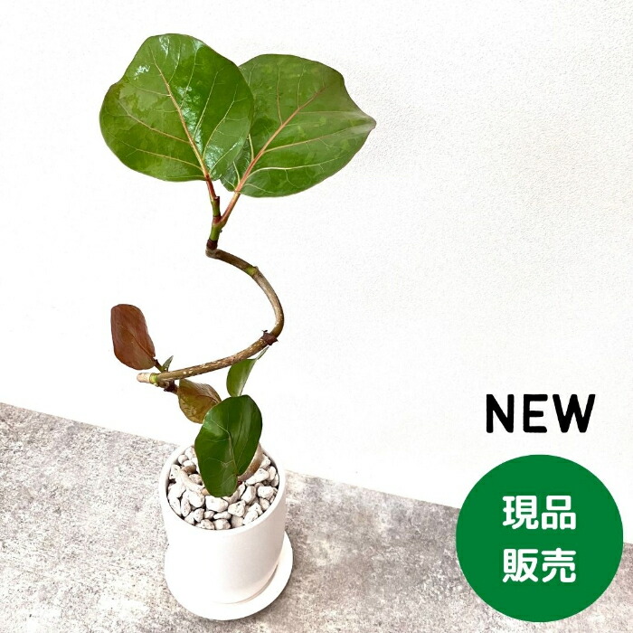 【楽天市場】観葉植物 【現品 】おススメ！ くねくねシーグレープ （別名；ハマベブドウ） 000643：観葉植物の専門店 彩植健美