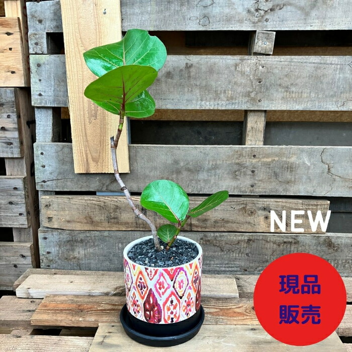 【楽天市場】【土日限定ポイント3倍】観葉植物 【現品 】おススメ! くねくねシーグレープ (別名;ハマベブドウ) 000830:観葉植物の専門