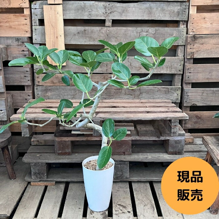 癒しの観葉植物、フィカス・ベンガレンシス・130センチ 15・個性的 