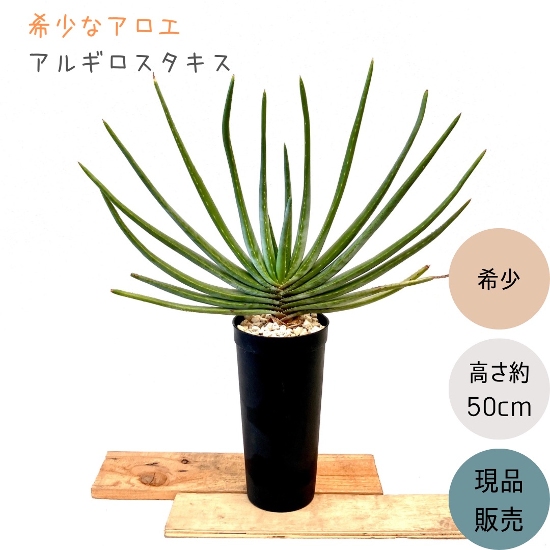 楽天市場】観葉植物：アロエ トンガエンシス メデューサ*大型