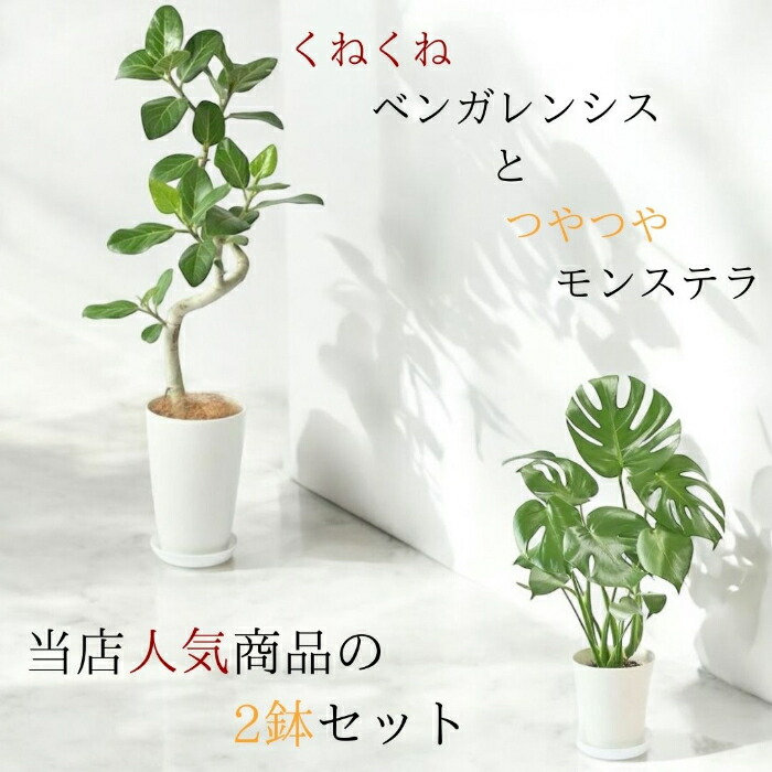一点モノの個人的特徴派緑であること：曲がり＆螺子釘樹形選りぬき