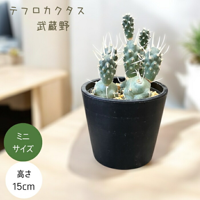 ふ*く様 ゲオメトリクス　サボテン　多肉植物　一点限定　鉢ごと発送 楽天市場】【テフロカクタス】ゲオメトリクス サボテン ギフト