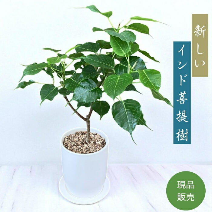 楽天市場】観葉植物【ホウライシダ属】アジアンタム4号Sセメント鉢