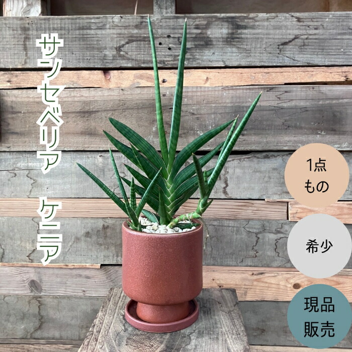 楽天市場】【現品・現物】サンスベリア・エレンベルギー・バナナ 8号