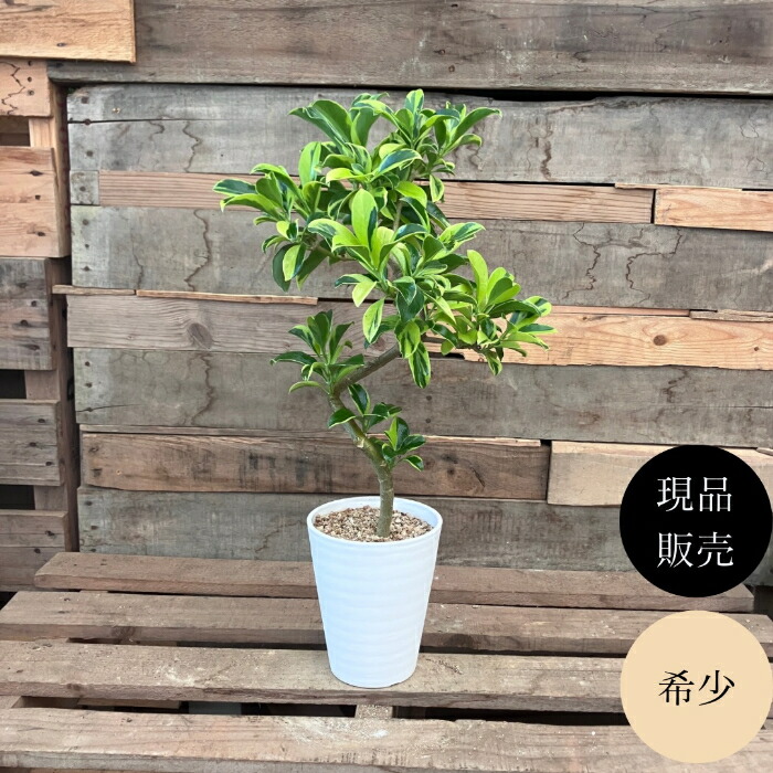 現品】プヤ・セルーレア 開花株 現地株 日本最大級 15号 15号 観葉