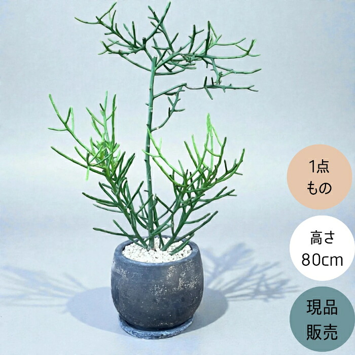 【10日01:59までポイント3倍】観葉植物 本物　【現品】 ミルクブッシュ（ミドリサンゴ） 唯一無二の樹形　 おしゃれな陶器鉢入り　人気商品　1724