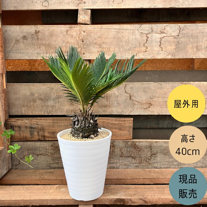 ソテツ　蘇鉄　ヤシの木　観葉植物➁ ソテツ 2株 寄せ植え 蘇鉄 ヤシの木 ドライガーデン ロック