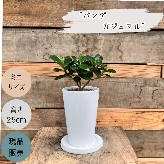 楽天市場】【現品・現物】葉が小さいタイプ 子パンダガジュマル
