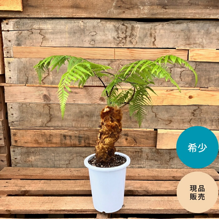 希少❗️ キンモウコウ　ゴールデンモンキー　シダ植物　タカワラビ　観葉植物 希少❗️ キンモウコウ ゴールデンモンキー シダ植物 タカワラビ
