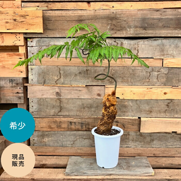 希少❗️ キンモウコウ　ゴールデンモンキー　シダ植物　タカワラビ　観葉植物 楽天市場】おしゃれ 観葉植物 キンモウコウ：ゴールデンモンキー