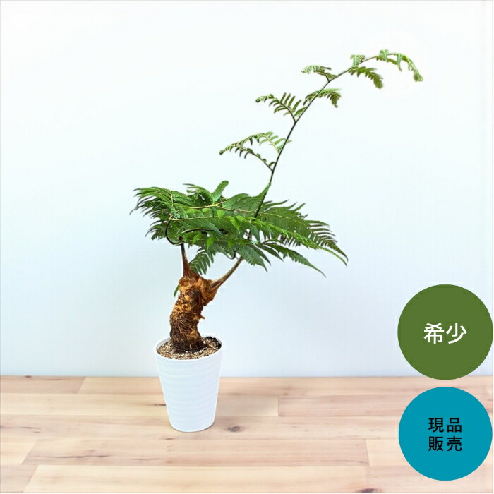 希少❗️ キンモウコウ　ゴールデンモンキー　シダ植物　タカワラビ　観葉植物 おしゃれ 観葉植物 キンモウコウ：ゴールデンモンキー