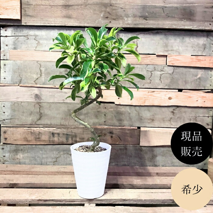 楽天市場】【現品・現物】プヤ・セルーレア 大株 puya coerulea 8号 UR