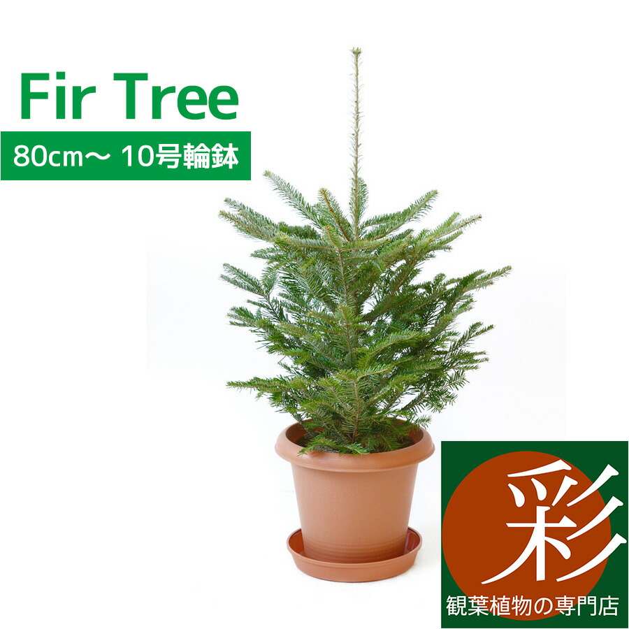 もみの木 モミの木 苗木 ウラジロモミノキ 145cm❗クリスマスツリー 針葉樹 もみの木 モミの木 苗木 ウラジロモミノキ 145cmクリスマス