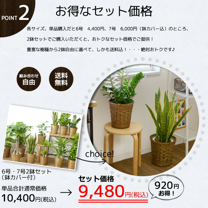 観葉植物 選べる2鉢 セット ユッカ 鉢カバー付 2点で9 480円 送料無料 福袋 お祝い ユッカ パキラ ポトス サンスベリア 人気 アジアン おしゃれ ミニ 開店 オープン 観葉植物 7号 6号 鉢カバー付 セット 大型 おしゃれ インテリア モンステラ 幸福の木 開店祝い 引越し