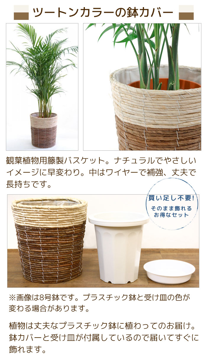 スタイリッシュ◎ アレカヤシ スーパーアレカ 観葉植物 室内 大型+