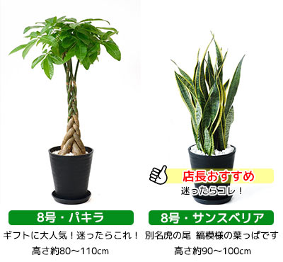 大型 観葉植物 セラアート鉢 8号鉢 6号鉢 インテリア 観葉植物 開店祝い モンステラ 幸福の木 ブラック 2鉢セット パキラ サンスベリア 福袋 ウンベラータ ポトス おしゃれ ガジュマル ドラセナ マルギナータ シルクジャスミン ベンジャミン ブラック ホワイト セラート鉢