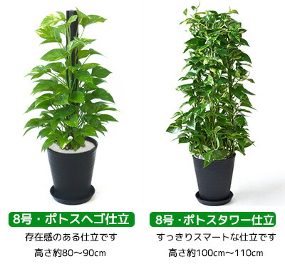 大型 観葉植物 セラアート鉢 8号鉢 6号鉢 インテリア 観葉植物 開店祝い モンステラ 幸福の木 ブラック 2鉢セット パキラ サンスベリア 福袋 ウンベラータ ポトス おしゃれ ガジュマル ドラセナ マルギナータ シルクジャスミン ベンジャミン ブラック ホワイト セラート鉢