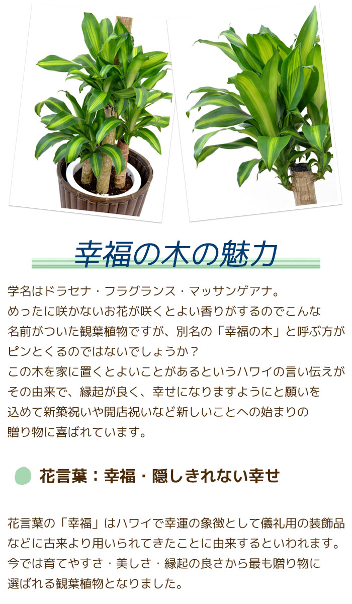 観葉植物 幸福の木 新築祝い 10号 鉢カバー付 送料無料 大型 インテリア 送料無料 おしゃれ 引越し祝い 花 観葉植物 新築祝い ドラセナ 観葉植物の専門店 彩植健美送料無料 観葉植物 幸福の木 大型 開店祝い お祝い おしゃれ アジアン 観葉植物 大型