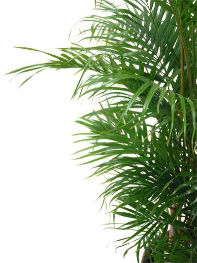 Saisyokukenbi Plant Areca Palm Tree 10 Bowl Cover With Large Plant Areca Palm Tree 10 Bowl Cover With Large Plants Moving Celebration Housewarming Opening Decor
