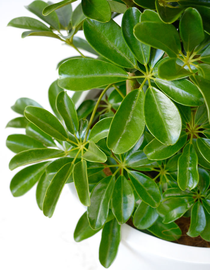 ホンコンカポック10号 陶器 ファイバークレイ 鉢カバー付 大型 観葉植物 インテリア アジアン おしゃれ 引越し祝い 開店祝い 新築祝い お祝い 観葉植物 カポック Lojascarrossel Com Br