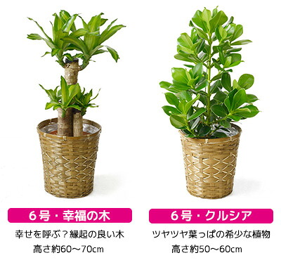 大型 7号 6号 サンスベリア 観葉植物 鉢カバー付 セット インテリア 幸福の木 開店祝い おしゃれ おしゃれ ポトス 新築祝い モンステラ 引越し祝い お祝い おためし 福袋 ユッカ パキラ サンスベリア アジアン ポトス マルギナータ ミニ 送料無料 観葉植物の専門店 彩植