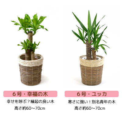 観葉植物 8号 6号 2鉢セット 鉢カバー付 大型 おしゃれ パキラ インテリア 福袋 モンステラ 幸福の木 観葉植物 パキラ サンスベリア ポトス アレカヤシ 開店祝い 福袋 送料無料 観葉植物の専門店 彩植健美観葉植物セット 選べる2鉢 2点で11 000円 ツートーン鉢カバー付