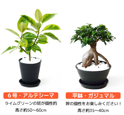 大型 観葉植物 セラアート鉢 8号鉢 6号鉢 インテリア 観葉植物 開店祝い モンステラ 幸福の木 ブラック 2鉢セット パキラ サンスベリア 福袋 ウンベラータ ポトス おしゃれ ガジュマル ドラセナ マルギナータ シルクジャスミン ベンジャミン ブラック ホワイト セラート鉢