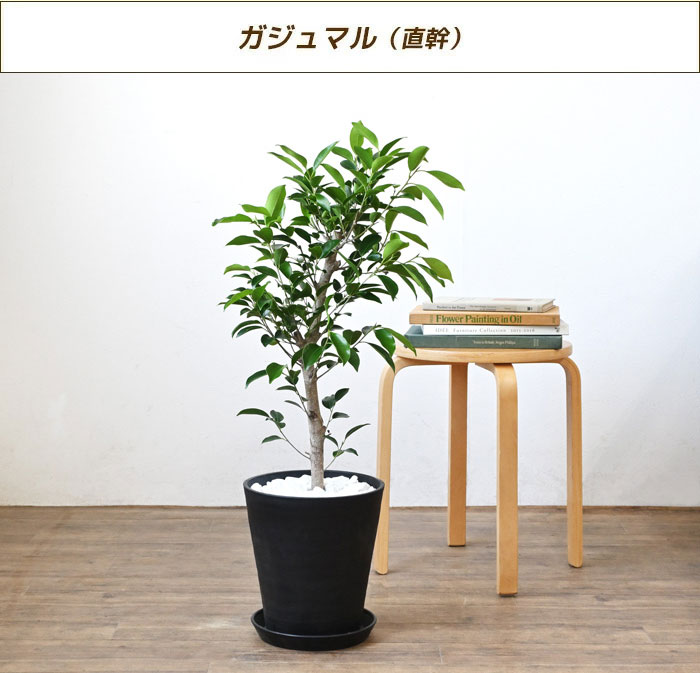 選べる セラアート鉢 8号鉢 観葉植物 ポトス タワー仕立て パキラ ゲッキツ サンスベリア アレカヤシ ヘゴ仕立て ガジュマルの木 シルクジャスミン  大型 インテリア 開店祝い 移転祝い お祝い 新築祝い ブラック ホワイト セラート鉢 室内 ギフト プレゼント 割引購入