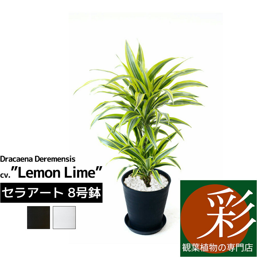 短納期 早者勝ち 観葉植物 ドラセナ ワーネッキー レモンライム セラアート鉢 10号鉢 大型 インテリア おしゃれ 引越し祝い 新築祝い 観葉植物 開店祝いに ブラック ホワイト セラート鉢 ドラセナ特集 上質風合い Www Ugs Ed Ao