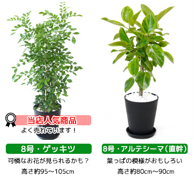 大型 観葉植物 インテリア 8号鉢 6号鉢 8号鉢 6号鉢 幸福の木 セラアート鉢 福袋 開店祝い サンスベリア パキラ モンステラ 2鉢セット ウンベラータ サンスベリア ポトス おしゃれ ガジュマル ドラセナ マルギナータ シルクジャスミン ベンジャミン ブラック ホワイト