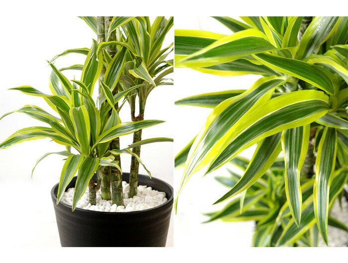 選べる セラ美術頭顱 10ナンバー鉢 観葉植物 パキラ アレカヤシ ゲッキツ 帛ジャスミン ドラセナ ワーネッキー レモンライム 大型 ファニチャー 開店お祭 格好いい 黒人 白いこと セラート鉢 御花 父っつぁんの恒星日 Digitalland Com Br