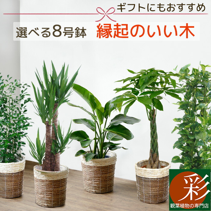 観葉植物 5種類の樹種から選べる 8号 鉢カバー付セット ユッカ ユッカ タワー仕立て ストレリチア オーガスタ パキラ 観葉植物 ポトス タワー仕立て ゲッキツ 幸福の木 インテリア おしゃれ 開店祝い 大型 観葉植物の専門店 彩植健美ユッカ オーガスタ 感謝の木