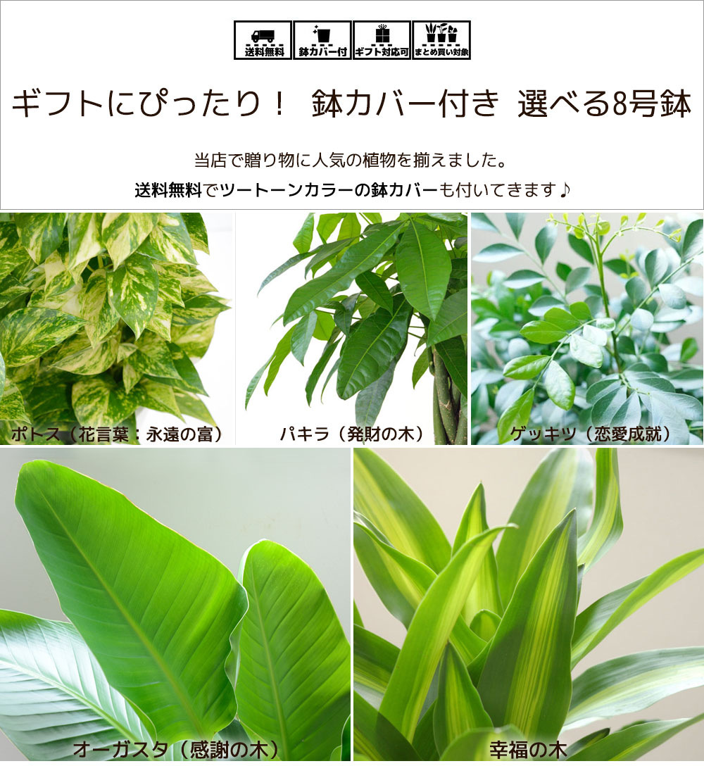 観葉植物 6種類の樹種から選べる 8号 しゃれこうべ被す仕合せ一組 倖せのツリー ユッカ ストレリチア オーガスタ パキラ オウゴンカズラ 台仕立てもの ゲッキツ 家什 粋 開店挙行 大型 生みの親の機会 Digitalland Com Br