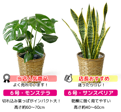 観葉植物 選べる2鉢 セット ユッカ 鉢カバー付 2点で9 480円 送料無料 福袋 お祝い ユッカ パキラ ポトス サンスベリア 人気 アジアン おしゃれ ミニ 開店 オープン 観葉植物 7号 6号 鉢カバー付 セット 大型 おしゃれ インテリア モンステラ 幸福の木 開店祝い 引越し